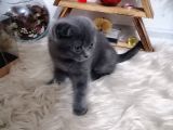 Mükemmel Kalite Olan Scottish Fold Yavrumuz Yeni Ailesine Teslime Hazır.