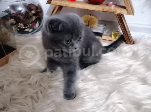 Mükemmel Kalite Olan Scottish Fold Yavrumuz Yeni Ailesine Teslime Hazır. görsel