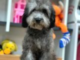 5 Aylik Erkek Si̇lver Toy Poodle (2Kg)
