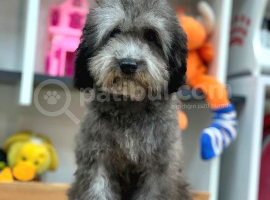 5 Aylik Erkek Si̇lver Toy Poodle (2Kg) görsel