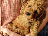 Toypoodle Orji̇nal Teacup