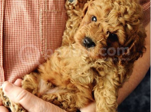 Toypoodle Orji̇nal Teacup görsel