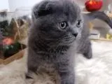 Mükemmel Kalite Olan Scottish Fold Yavrumuz Yeni Ailesine Teslime Hazır.