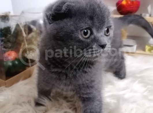 Mükemmel Kalite Olan Scottish Fold Yavrumuz Yeni Ailesine Teslime Hazır. görsel