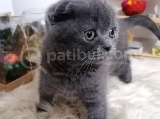 Mükemmel Kalite Olan Scottish Fold Yavrumuz Yeni Ailesine Teslime Hazır.