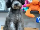5 Aylik Erkek Si̇lver Toy Poodle (2kg)