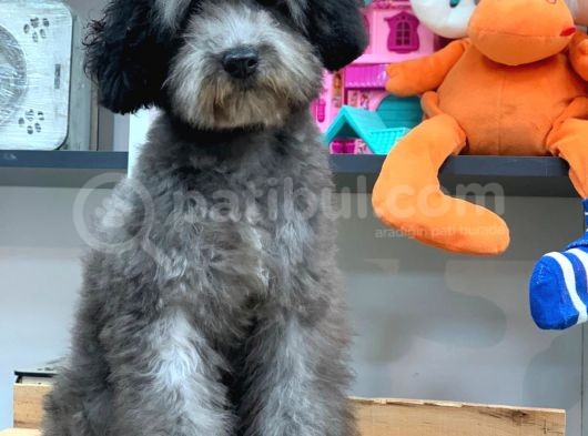 5 Aylik Erkek Si̇lver Toy Poodle (2Kg) görsel