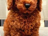 Toypoodle Orji̇nal Teacup