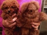 Toypoodle Orji̇nal Teacup