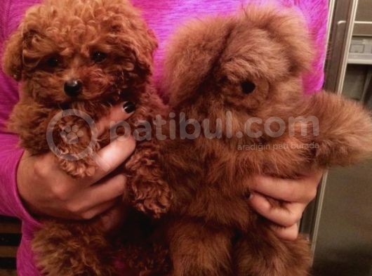 Toypoodle Orji̇nal Teacup görsel
