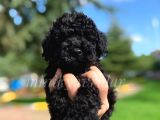 Irkının En İyisi Black Toy Poodle Yavrularimiz
