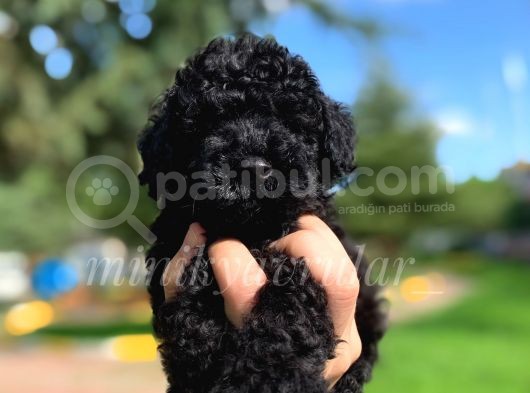 Irkının En İyisi Black Toy Poodle Yavrularimiz görsel