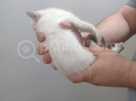 Bri̇ti̇sh Shorthai̇r Lynx Poi̇nt Di̇şi̇ Yavrumuz görsel