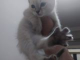 Bri̇ti̇sh Shorthai̇r Lynx Poi̇nt Di̇şi̇ Yavrumuz