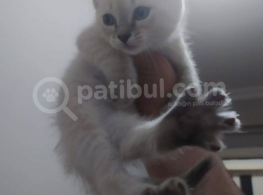 Bri̇ti̇sh Shorthai̇r Lynx Poi̇nt Di̇şi̇ Yavrumuz görsel