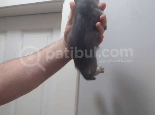 Bri̇ti̇sh Shorthai̇r Si̇lver Di̇şi̇ Yavrumuz görsel