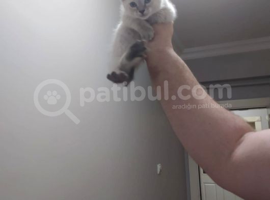 Bri̇ti̇sh Shorthai̇r Lynx Poi̇nt Di̇şi̇ Yavrumuz görsel