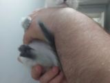 Bri̇ti̇sh Shorthai̇r Lynx Poi̇nt Di̇şi̇ Yavrumuz
