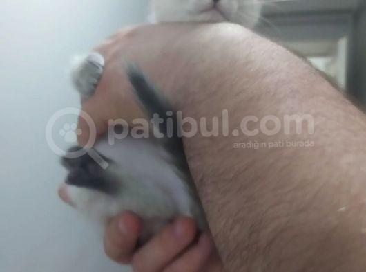 Bri̇ti̇sh Shorthai̇r Lynx Poi̇nt Di̇şi̇ Yavrumuz görsel
