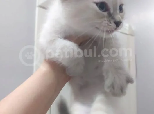 Bri̇ti̇sh Shorthai̇r Lynx Poi̇nt Di̇şi̇ Yavrumuz