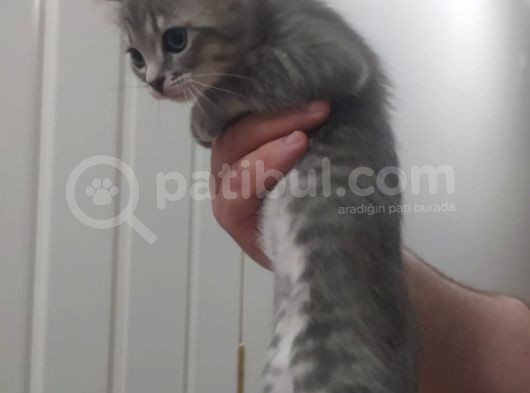 Bri̇ti̇sh Shorthai̇r Si̇lver Di̇şi̇ Yavrumuz görsel
