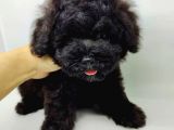 Safkan Black Toy Poodle Yavrularimiz
