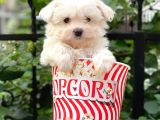 0 Numara Maltese Terrier Dişi Yavrumuz