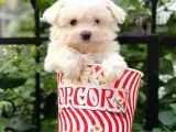 0 Numara Maltese Terrier Dişi Yavrumuz