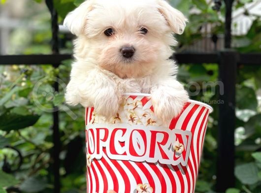 0 Numara Maltese Terrier Dişi Yavrumuz görsel