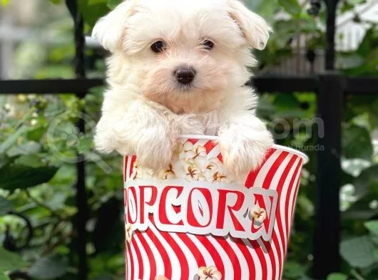 0 Numara Maltese Terrier Dişi Yavrumuz