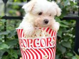 0 Numara Maltese Terrier Dişi Yavrumuz