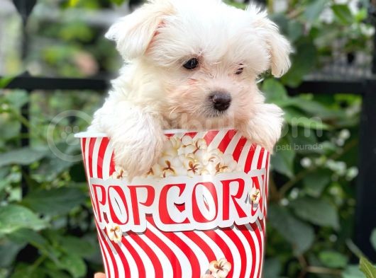 0 Numara Maltese Terrier Dişi Yavrumuz görsel