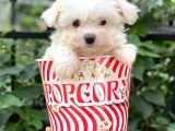 0 Numara Maltese Terrier Dişi Yavrumuz