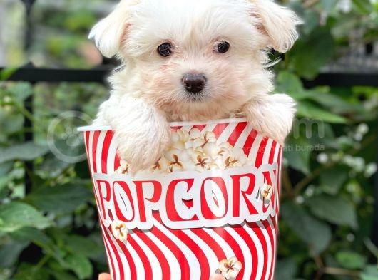 0 Numara Maltese Terrier Dişi Yavrumuz görsel