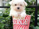 0 Numara Maltese Terrier Dişi Yavrumuz