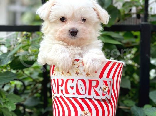 0 Numara Maltese Terrier Dişi Yavrumuz görsel