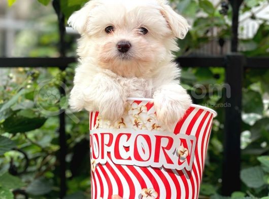 0 Numara Maltese Terrier Dişi Yavrumuz görsel