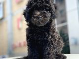 Toy Poodle