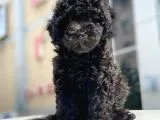 Toy Poodle