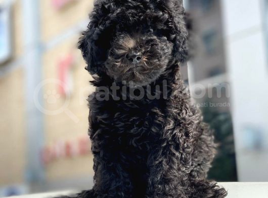 Toy Poodle görsel