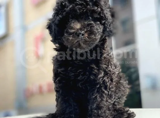 Toy Poodle