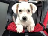 teslime hazır jack russel yavrumuz