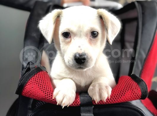 Teslime Hazır Jack Russel Yavrumuz görsel
