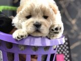 Dişi Chowchow Yavrum Teslime Hazır