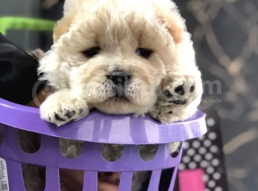 Dişi Chowchow Yavrum Teslime Hazır