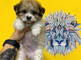 Orj. Babyface Morkie Bebeklerimiz