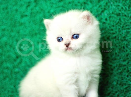 Irk Ve Sağlık Garantili Scottish Fold&Straight Yavrular görsel