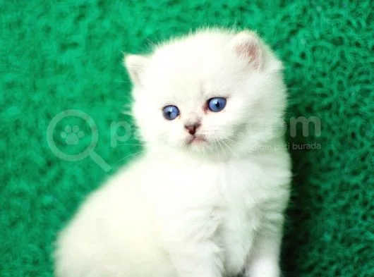 Irk Ve Sağlık Garantili Scottish Fold&Straight Yavrular