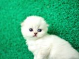 Irk Ve Sağlık Garantili Scottish Fold&Straight Yavrular