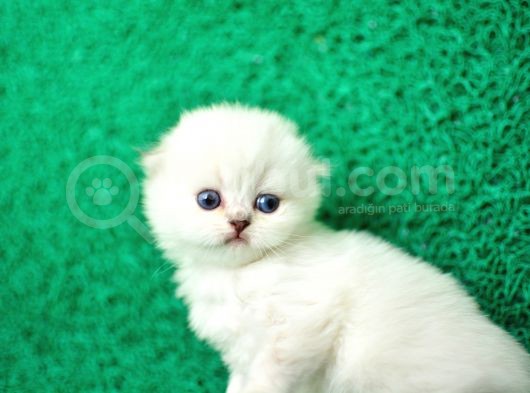 Irk Ve Sağlık Garantili Scottish Fold&Straight Yavrular görsel